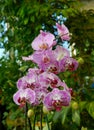 Moth Orchid in the garden on blurred green background.Scientific name Phalaenopsis amabilis Family name Orchidaceae. Royalty Free Stock Photo