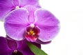 Moth Orchid Isolated