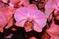 Moth orchid peach cultivar, Phalaenopsis