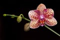 Moth Orchid (Phalaenopsis) Royalty Free Stock Photo