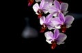 Moth orchid (Phalaenopsis amabilis), commonly known as the moon orchid Royalty Free Stock Photo