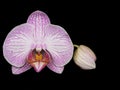 Moth orchid (Phalaenopsis) isolated on the black background. Royalty Free Stock Photo