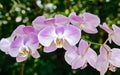 Moth Orchid Phalaenopsis Lavender Pink and White