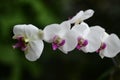 Moth orchid Phalaenopsis orchid