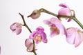 Moth Orchid (Phalaenopsis orchidaceae) Royalty Free Stock Photo