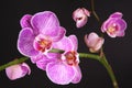 Moth Orchid (Phalaenopsis orchidaceae) Royalty Free Stock Photo