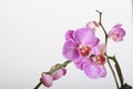 Moth Orchid (Phalaenopsis orchidaceae) Royalty Free Stock Photo