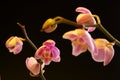 Moth Orchid (Phalaenopsis orchidaceae) Royalty Free Stock Photo