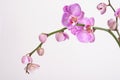 Moth Orchid (Phalaenopsis orchidaceae) Royalty Free Stock Photo