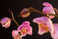 Moth Orchid (Phalaenopsis orchidaceae) Royalty Free Stock Photo