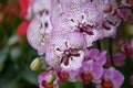 Moth orchid Phalaenopsis pink and purple speckled white flowers Royalty Free Stock Photo