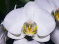Moth orchid or Phalaenopsis white flower close-up, selective focus, shallow DOF