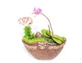 The moth orchid in pot Royalty Free Stock Photo