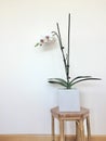 Moth Orchid pot in white vase on corner table with white background. Royalty Free Stock Photo