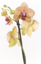 Moth orchid with white background isolated Royalty Free Stock Photo