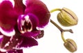 Moth orchid with white background isolated Royalty Free Stock Photo