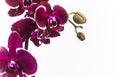 Moth orchid with white background isolated Royalty Free Stock Photo