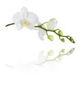 Moth orchid on white Royalty Free Stock Photo