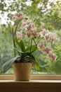 Moth Orchid in window Royalty Free Stock Photo