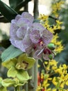 Moth orchids blooming in a tropical garden