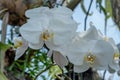 Moth orchids, the white orchids Royalty Free Stock Photo