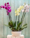 Moth orchids in the white pot Royalty Free Stock Photo