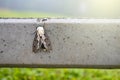The moth perched on a mortar fence on green background