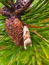 Moth on Pine Cone
