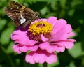 Moth on Pink Zinnia Flower