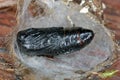 Moth pupa, cocoon, the developmental stage of an insect between the larva and the adult insect Royalty Free Stock Photo