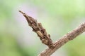 A moth pupae Royalty Free Stock Photo