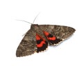Moth - Red Underwing (Catocala nupta) Royalty Free Stock Photo
