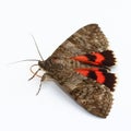 Moth - Red Underwing (Catocala nupta) over white Royalty Free Stock Photo