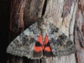 Moth - Red Underwing (Catocala nupta) on tree Royalty Free Stock Photo