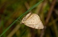 Moth resting on blade of grass Royalty Free Stock Photo