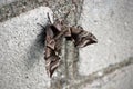 A moth resting on a brick wall Royalty Free Stock Photo