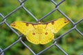 Moth resting on the grid fence