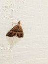 A moth resting on textured white wall Royalty Free Stock Photo