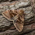 Bark displays layers of grey and brown hues, complementing the moth\'s Royalty Free Stock Photo