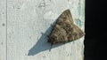 A moth resting on a wall Royalty Free Stock Photo