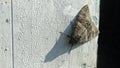 A moth resting on a wall Royalty Free Stock Photo