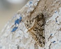 Moth resting on wall. Royalty Free Stock Photo