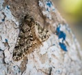 Moth resting on wall. Royalty Free Stock Photo