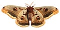 Moth, Saturnia pyri Royalty Free Stock Photo