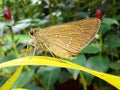 A moth from the side view stand on a yellow leaf