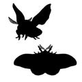 Moth silhouette. Black white icon of bloodworm. Vector illustration of motyl.