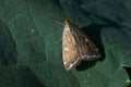 Moth sits on a green leaf macro