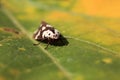 A moth sits on a leaf