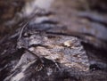 Moth sits on tree trunk