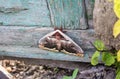 Moth sitting on old wooden fence